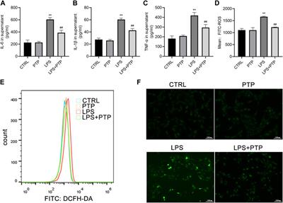 Administration of protopine prevents mitophagy and acute lung injury in sepsis